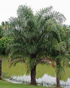Raphia hookeri Ivory Coast Raffia Palm